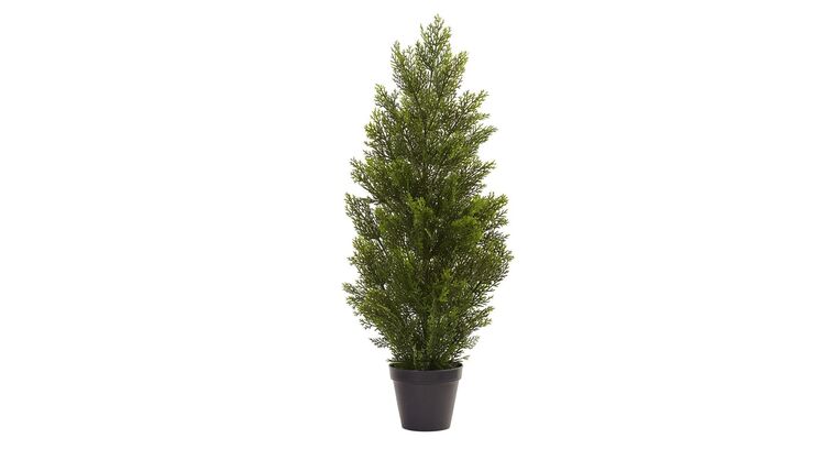 3′ Cedar Tree Silk Tree (In-door/Out-door) | Rental