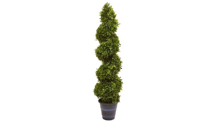 Boxwood Spiral Topiary with Planter (Indoor/Outdoor) | Rental