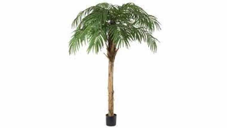 10.5′ Fountain Palm Tree | Rental