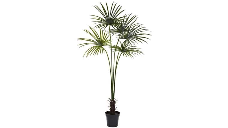 7’ Fan Palm Tree UV Resistant (Indoor/Outdoor) | Rental 7’ Fan Palm Tree UV Resistant (Indoor/Outdoor) | Rental