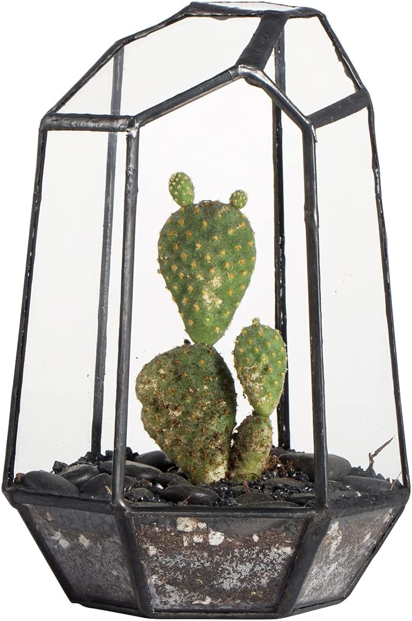 Irregular Geometric Glass Terrarium – Small | Rental