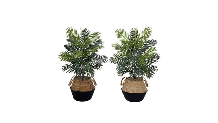 3′ Areca Silk Palm Tree | Rental