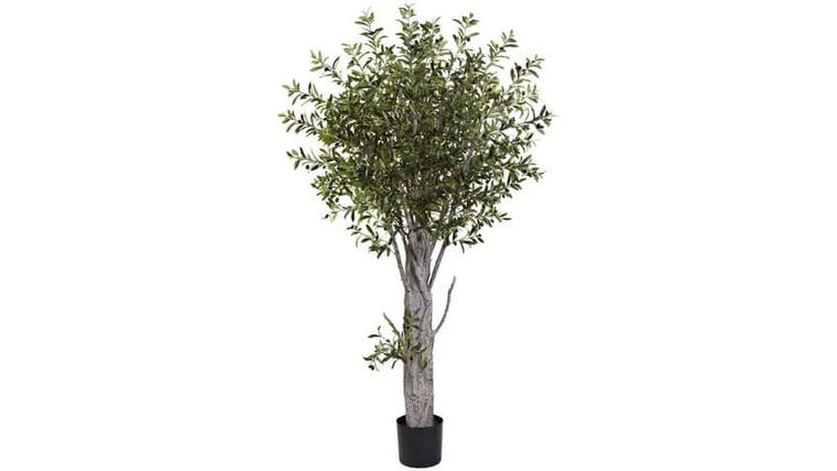 6’ Olive Tree W/3864 Lvs | Rental 6’ Olive Tree W/3864 Lvs | Rental