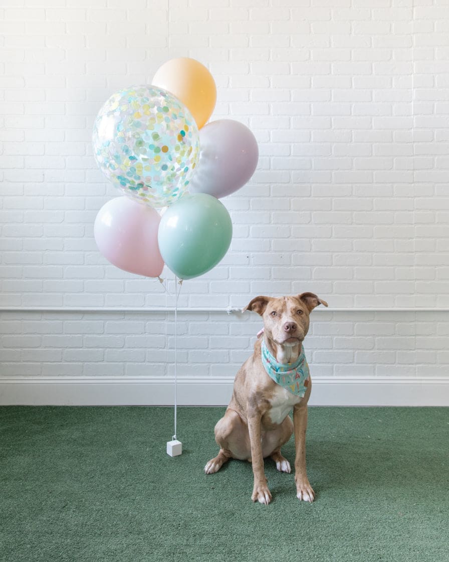 Soft Rainbow – Mini Confetti and 11in Balloons – bouquet of 7 | Rental Soft Rainbow – Mini Confetti and 11in Balloons – bouquet of 7 | Rental